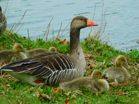 A goose with four chicks sits on the shore of a lake.