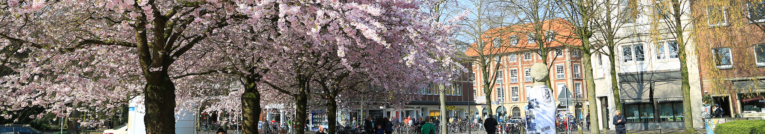 Cerezos en flor en la plaza Servatiiplatz