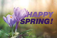Lila Krokus mit Schriftzug "Happy Spring"