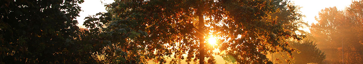 Blick in eine herbstlich gefärbte Baumkrone, dahinter ist die untergehende Sonne zu sehen.