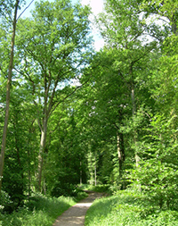 Der Boniburger Wald bei Handorf
