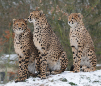 Cheetahs in the snow