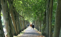 The old procession path