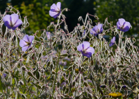 Vortrag: Farne im Garten Vortrag: Farne im Garten