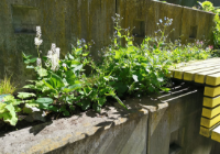 Lesegarten Lesegarten