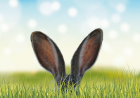 Osterhase Osterhase