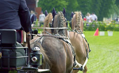 Horse Riding Carriage