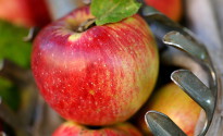 Apple Apple