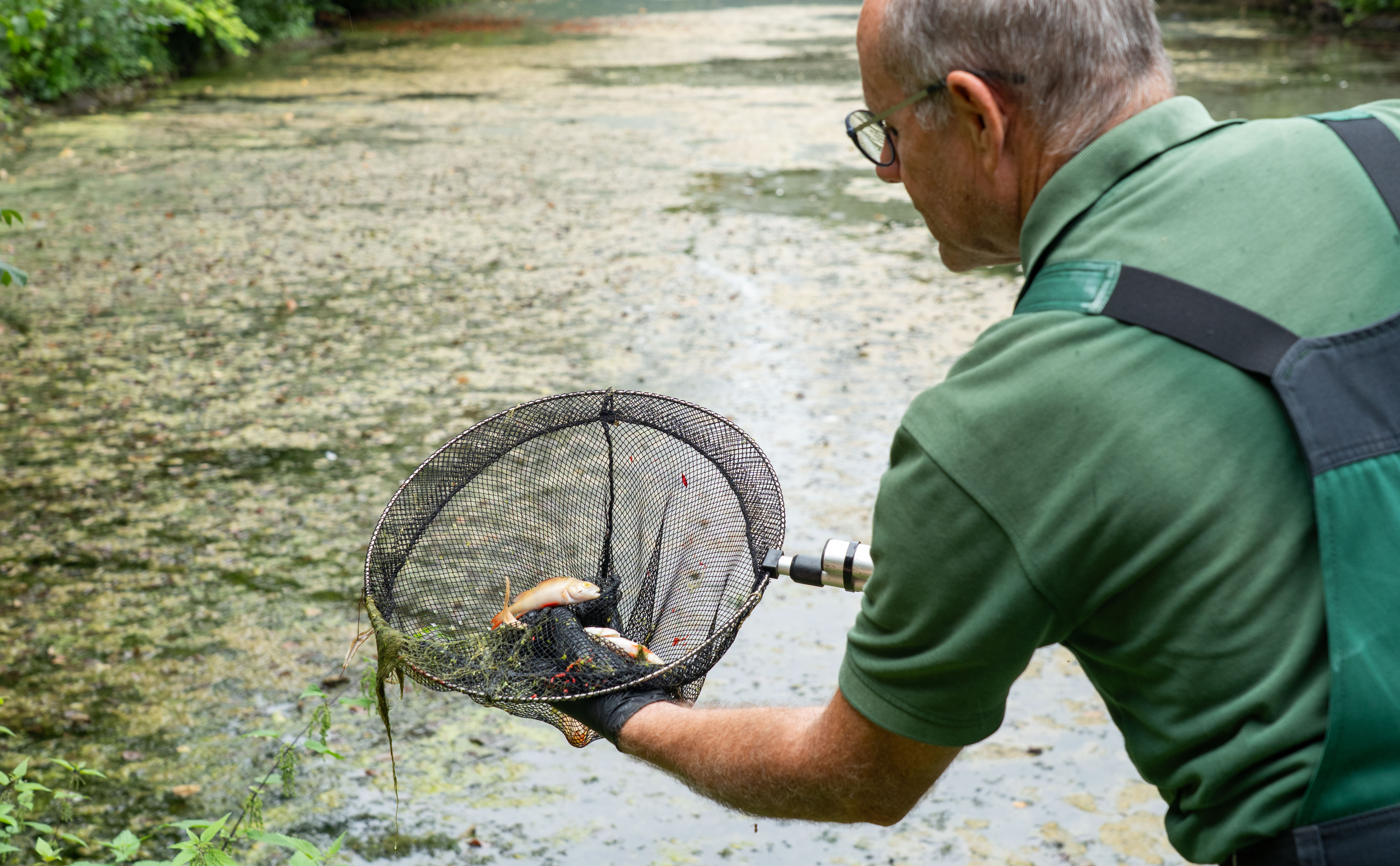 Mitarbeiter vom Grünflächenamt entfernt tote Fische mit einem Kescher