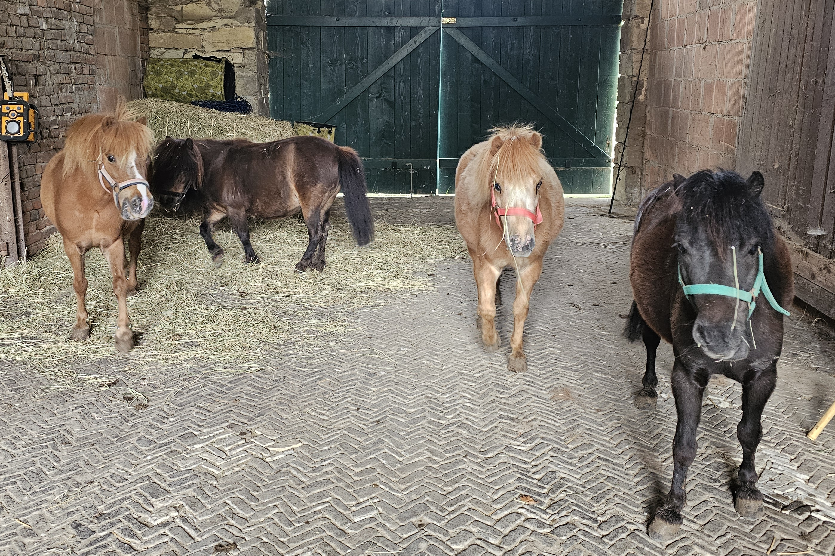 Die vier Shetlandponys Sternchen, Kessi, Cookie und Lola stehen in einem Stall.
