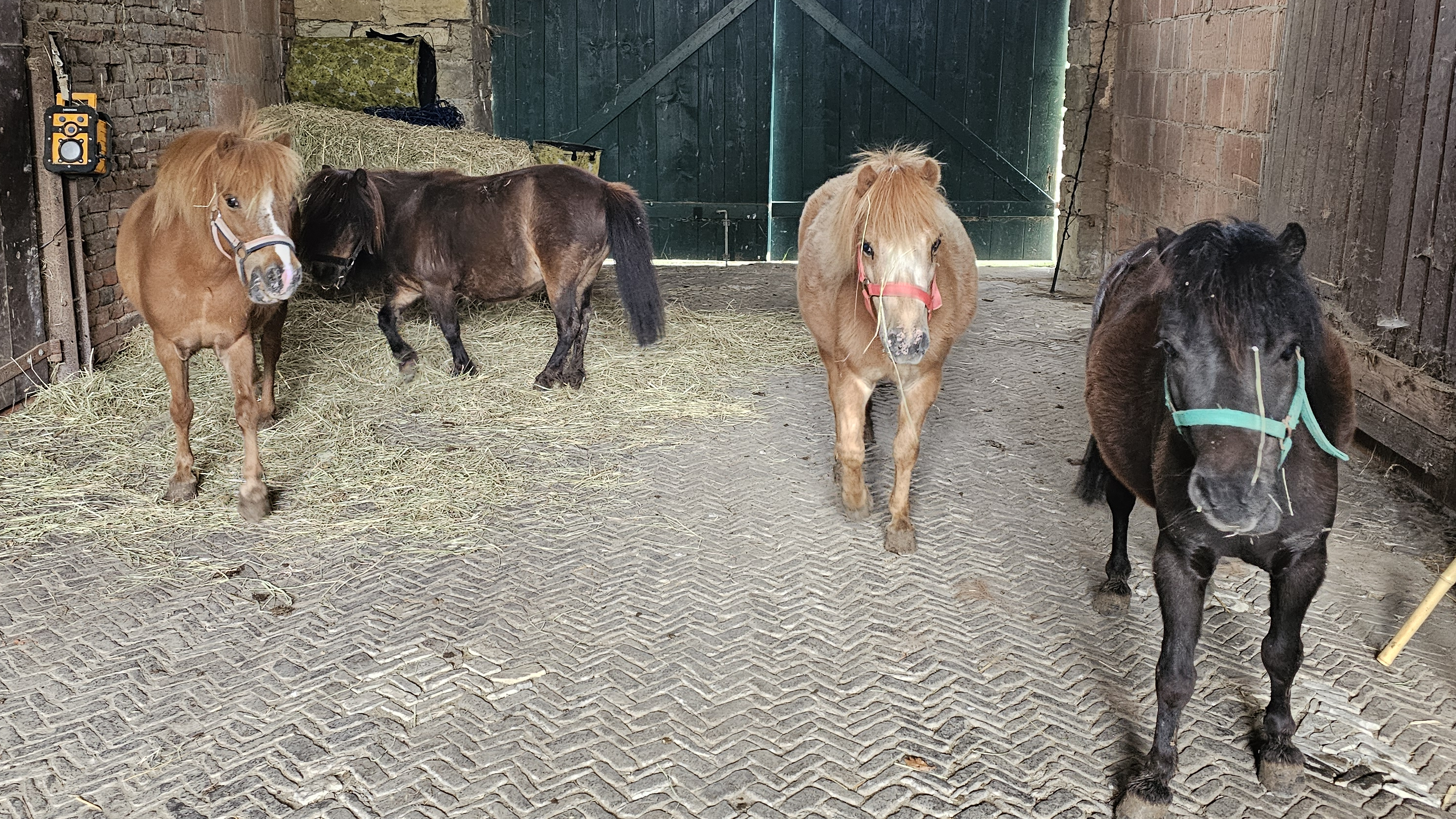Die vier Shetlandponys Sternchen, Kessi, Cookie und Lola stehen in einem Stall.