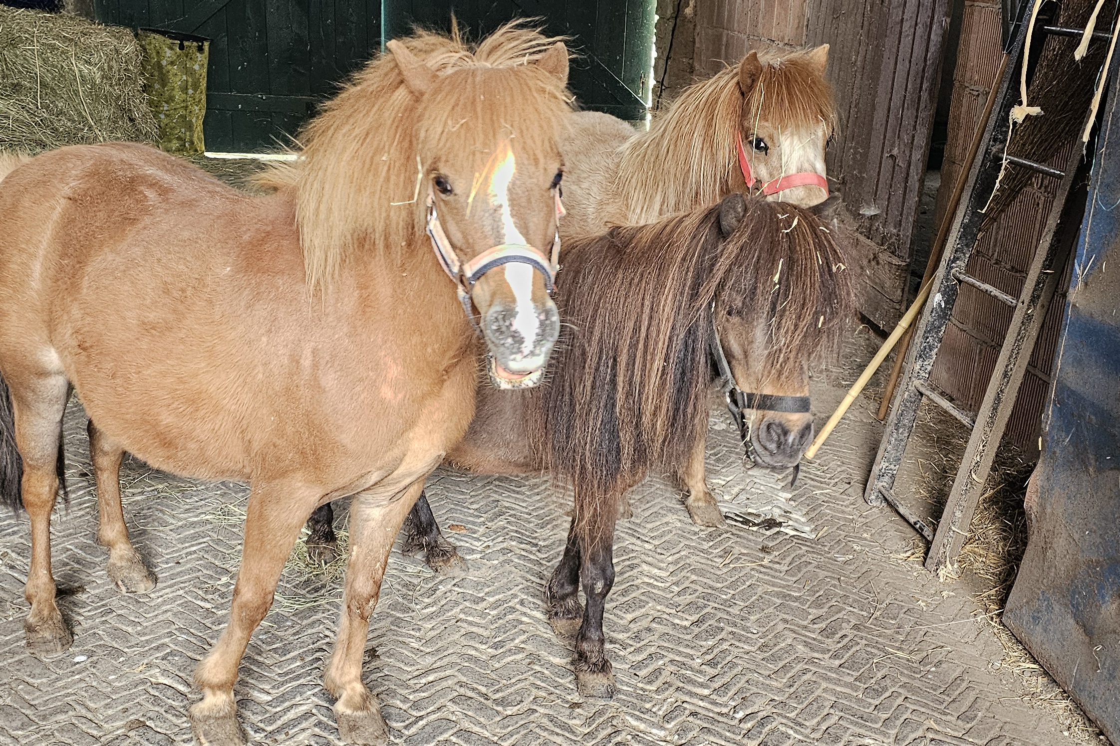 Drei Shetlandponys im Stall