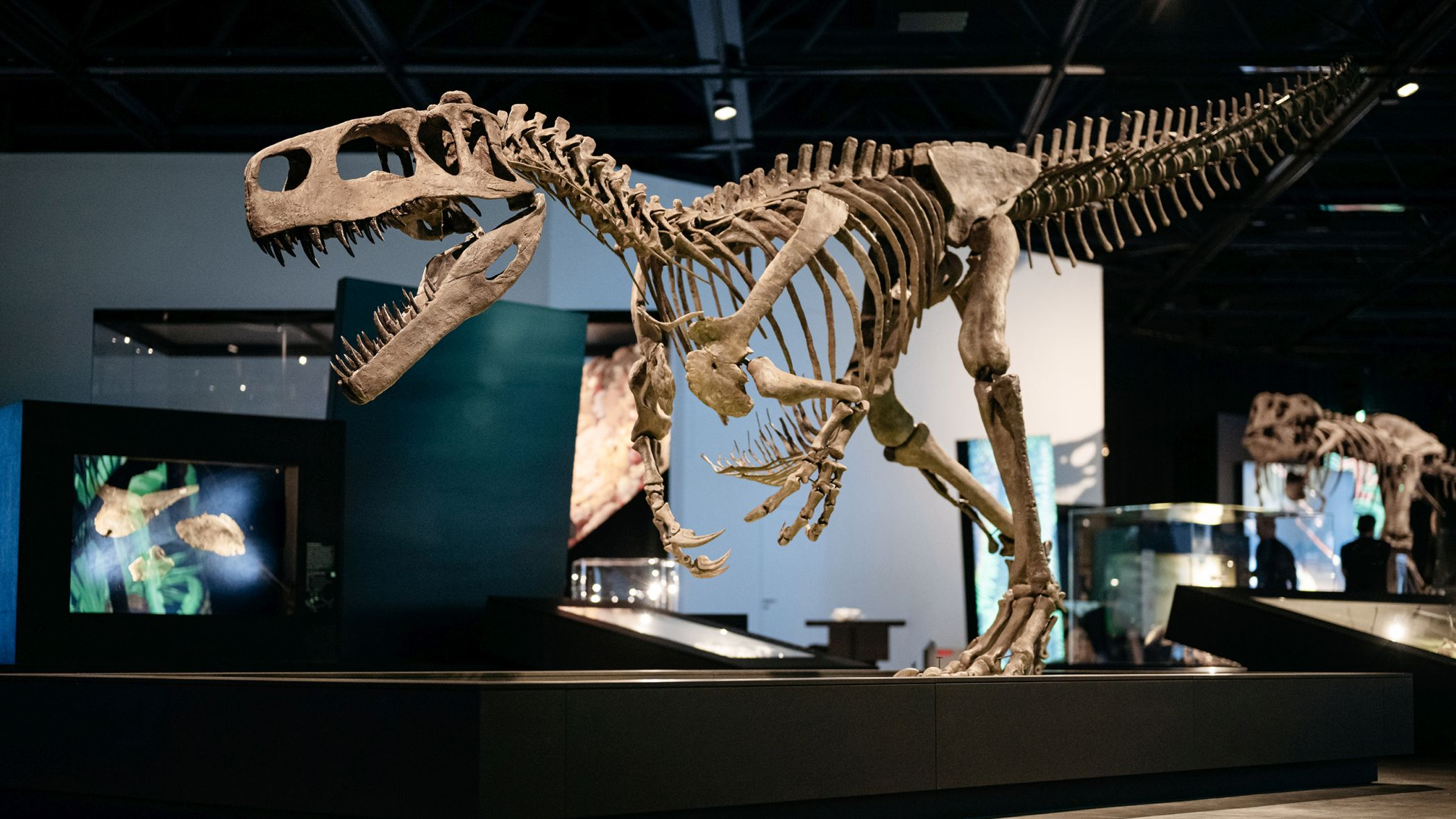 Der Wiehenvenator im Blickpunkt: Das Skelett des Raubsauriers ist eines der eindrucksvollen Exponate in der Ausstellung.