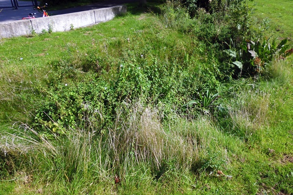 eine mit Gras und Kräutern begrünte Fläche mit einer Vertiefung in der Mitte