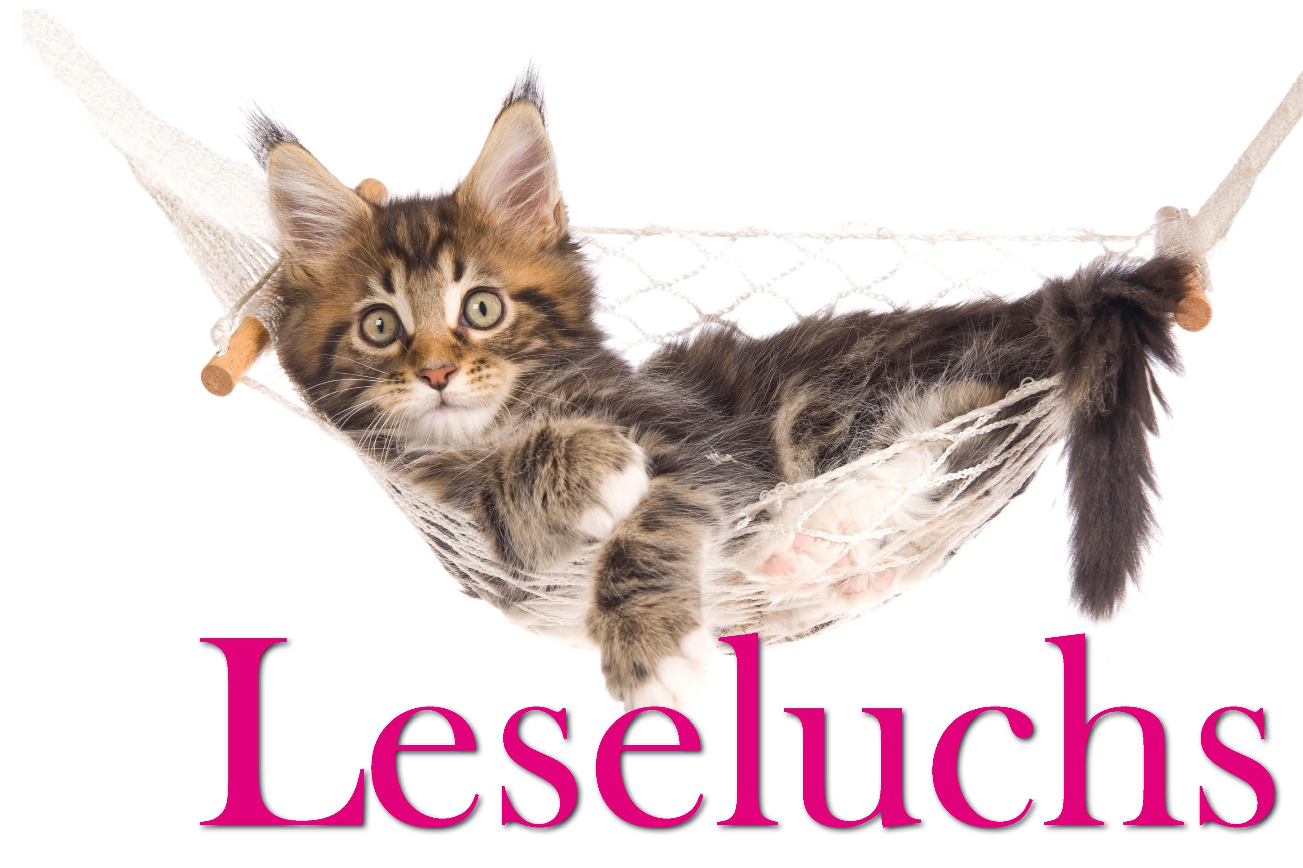 Katze in einer Hängematte