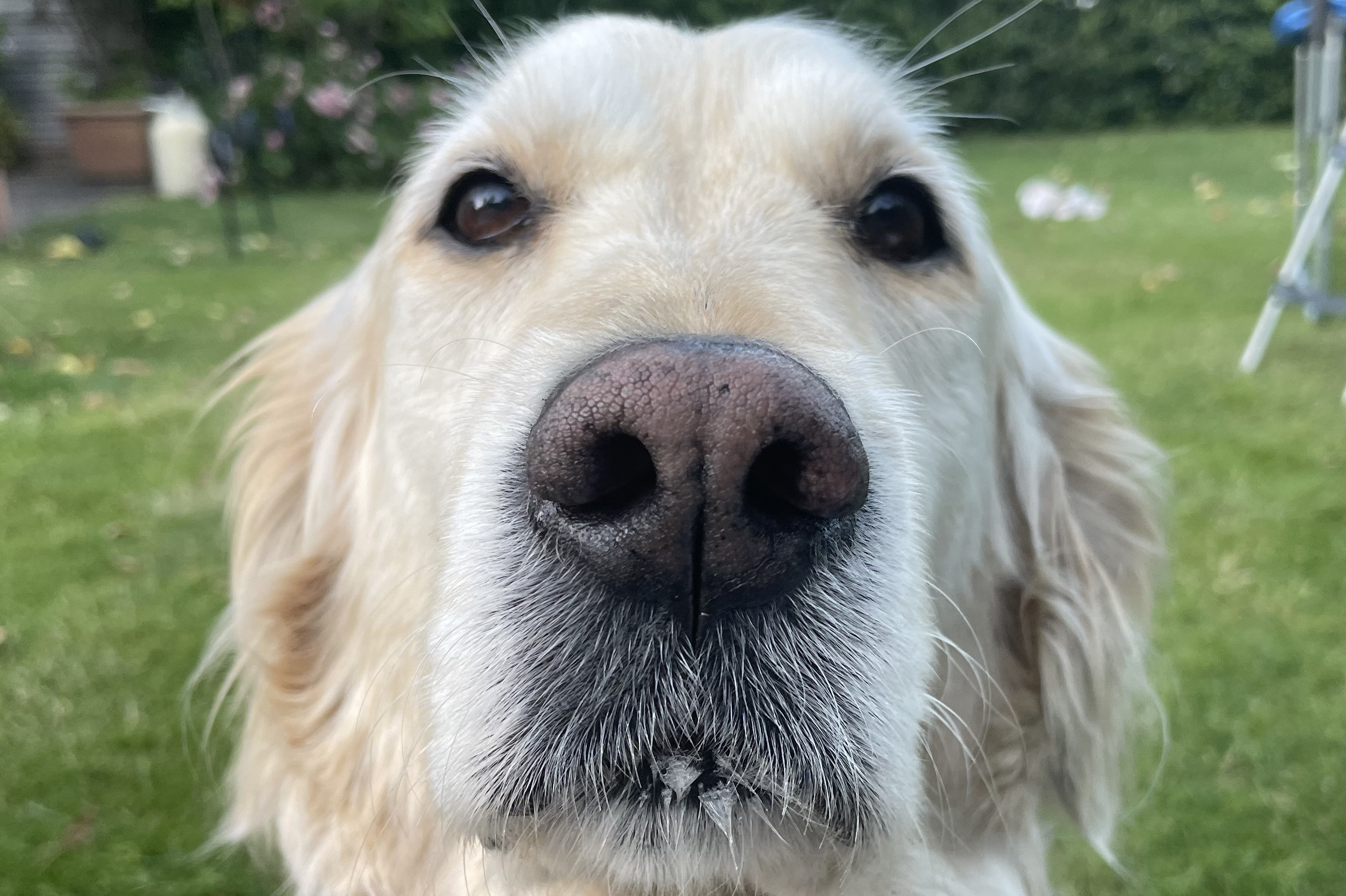 Frontalaufnhame eines Golden Retrievers