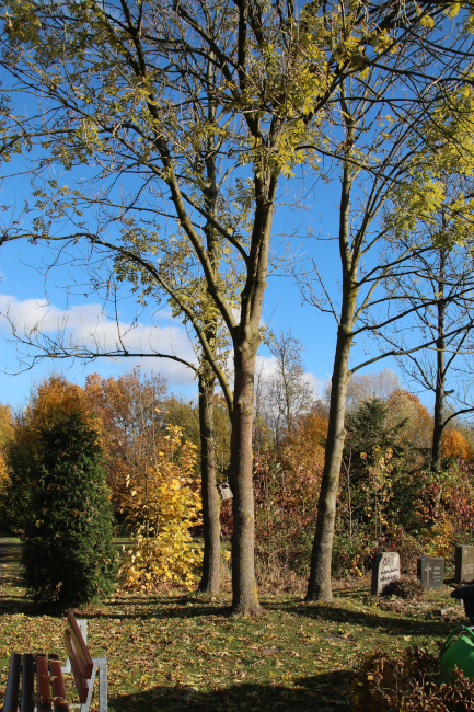 Foto: Grabstätte Wahlgrab am Urnenbaum