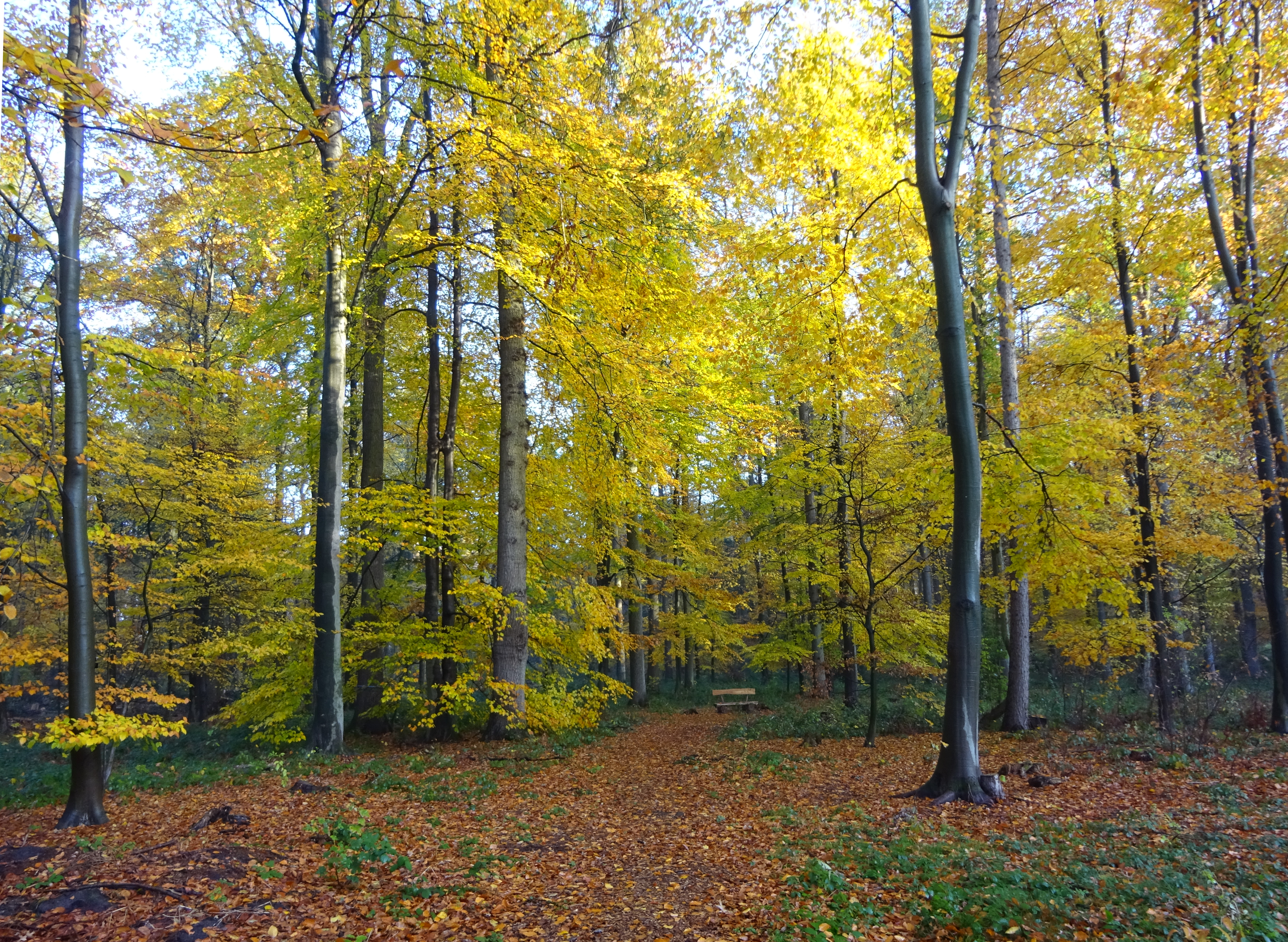 Laubwald im Herbst