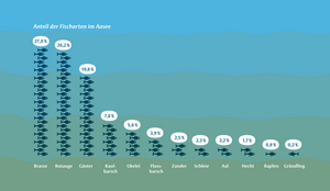 Grafik mit dem prozentualen Anteil der jeweiligen Fische