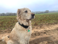 Hund mit einer Hundesteuer-Marke