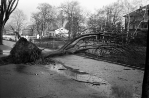 Ein entwurzelter Baum liegt quer über die Straße.