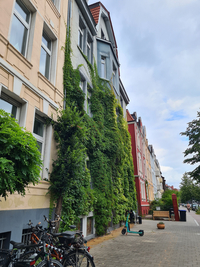 Altbau mit begrünter Fassade