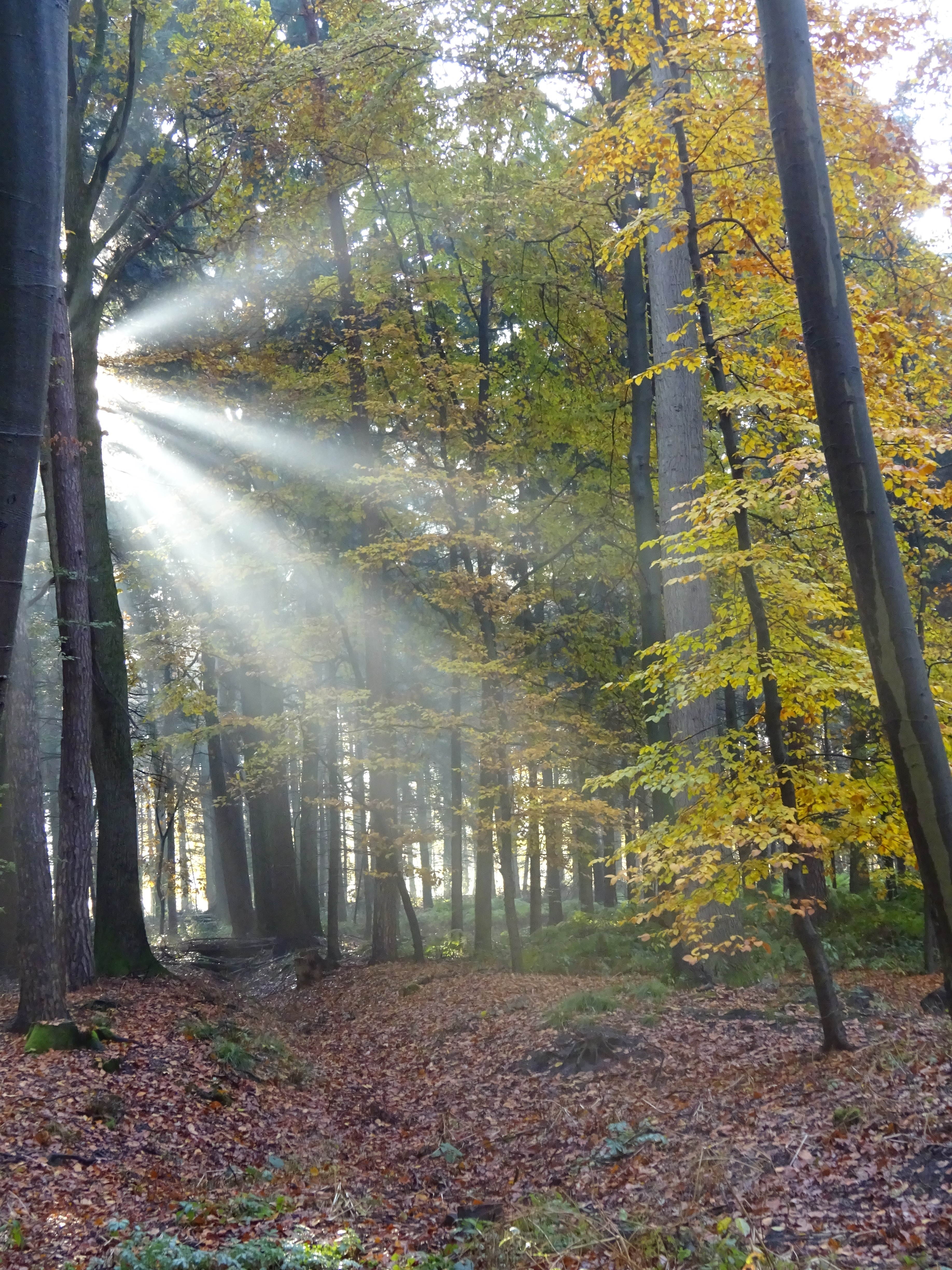 Herbstimmung im Laubwald