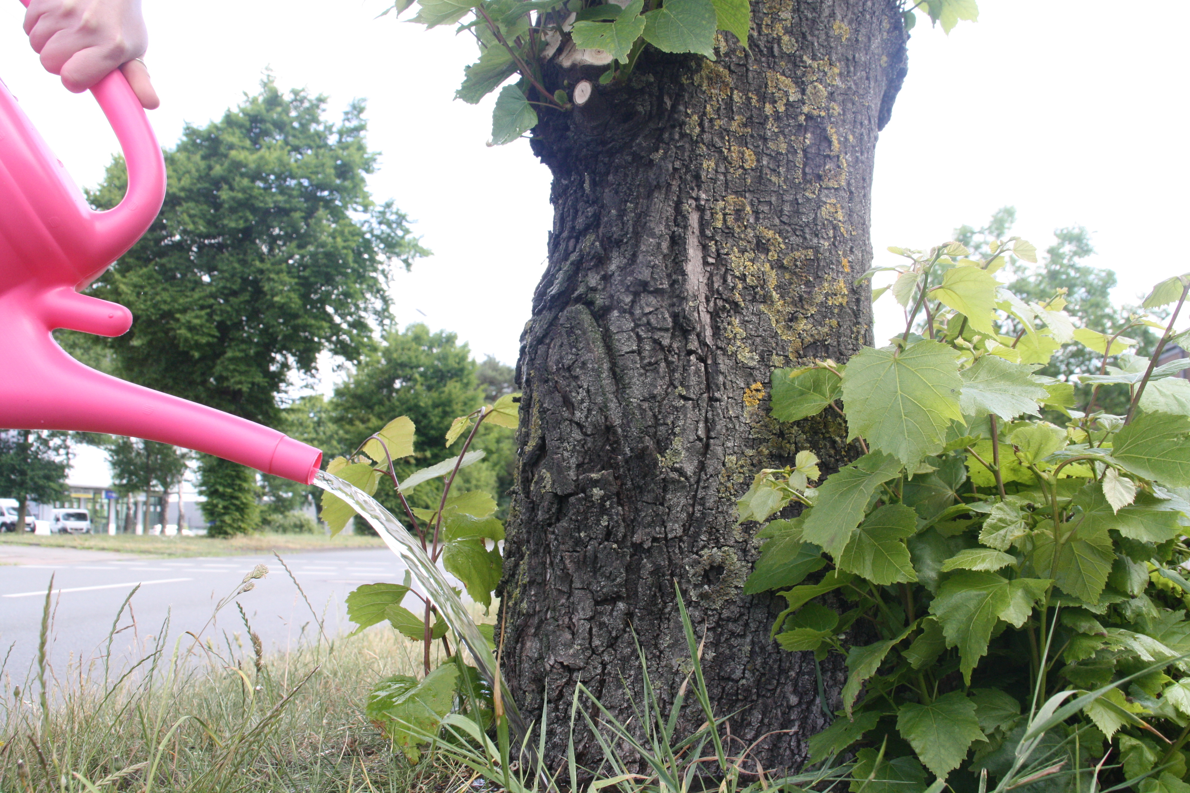 Ein Baum wird mit einer Gießkanne gegossen - Münster schenkt aus