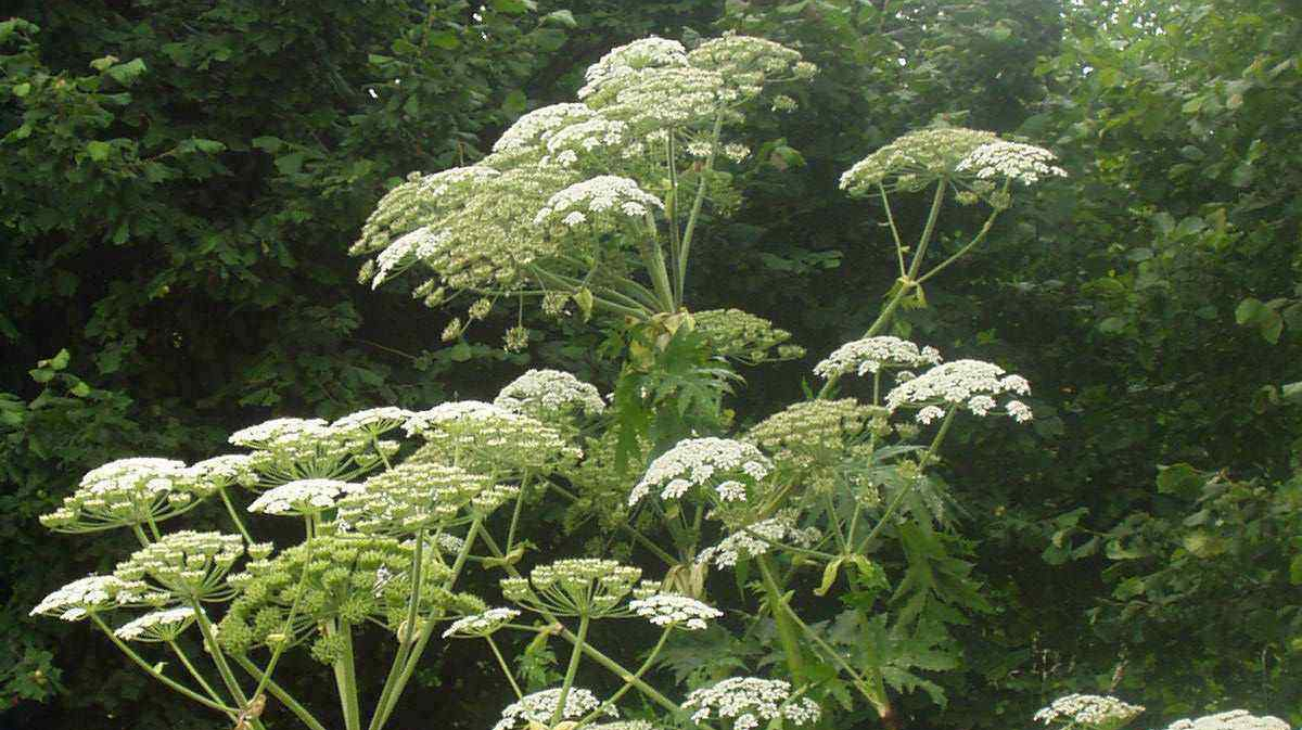 Hochgewachsene Pflanze mit weißen Blüten namens Riesen-Bärenklau, auf einer Wiese.