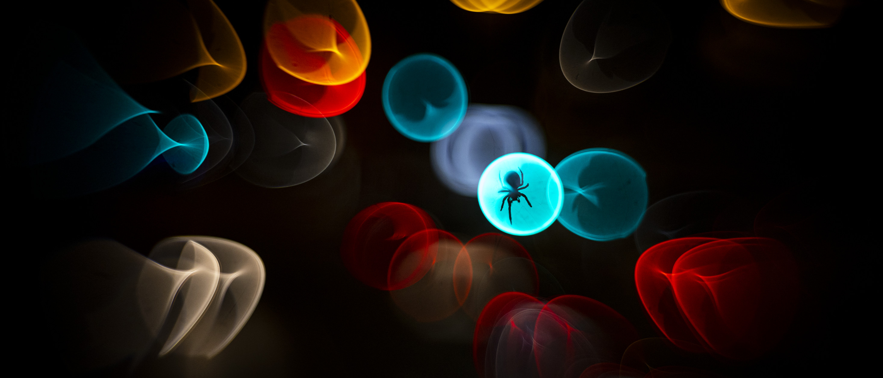 Eine Radnetzspinne eingeschlossen in einen farbigen Tropfen vor schwarzem Hintergrund - Wildlife Photographer of the Year