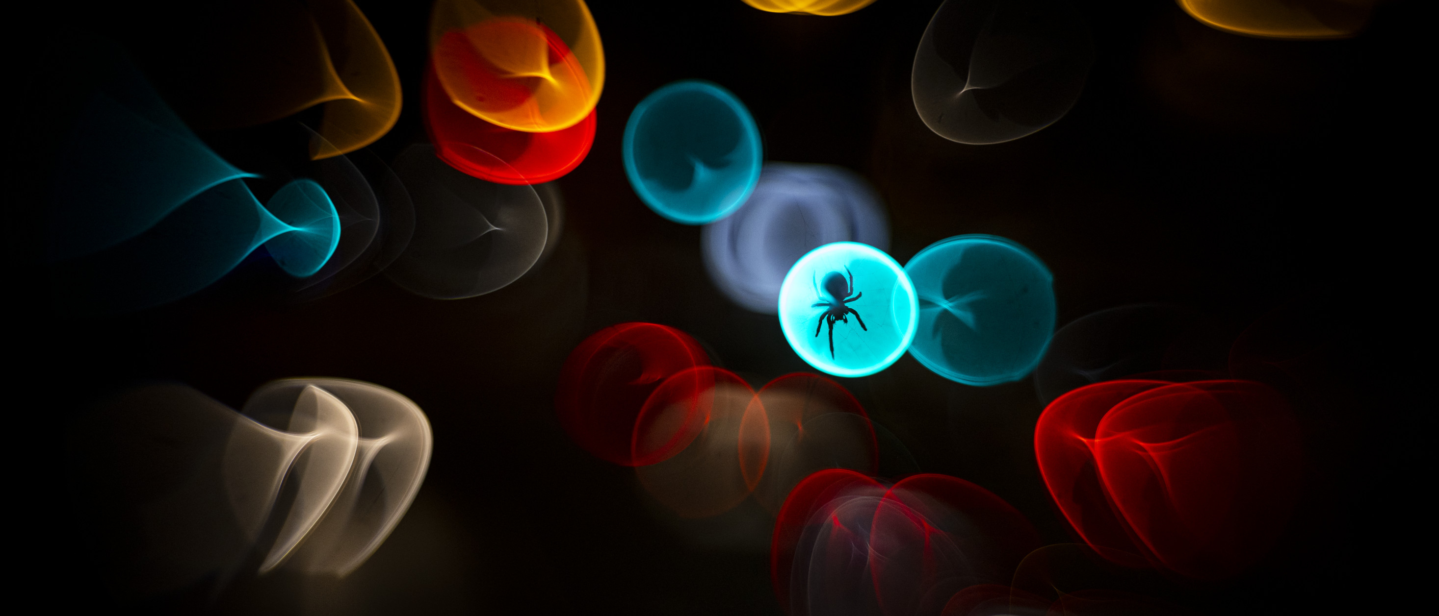 Eine Radnetzspinne eingeschlossen in einen farbigen Tropfen vor schwarzem Hintergrund - Wildlife Photographer of the Year