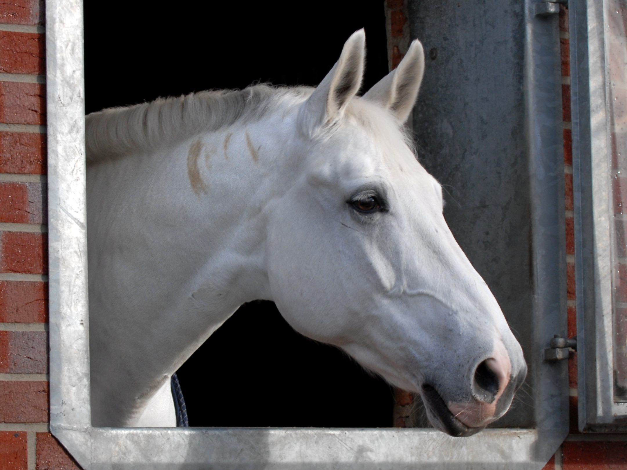 Ein Pferd schaut aus einem Stall-Fenster