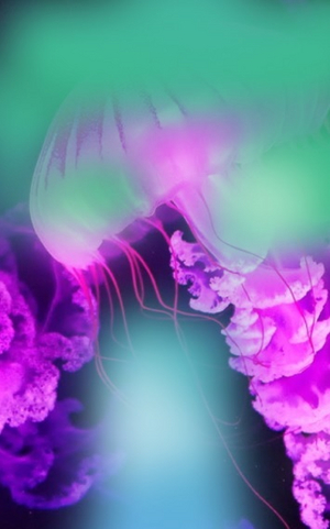 Abbildung einer Qualle