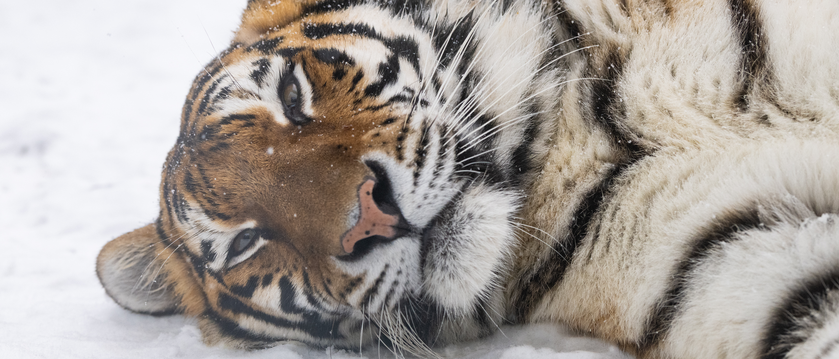 Tiger Raya liegt im Allwetterzoo in Münster im Schnee.