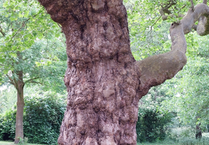 Ein knorriger Baumstamm ist in grüner Natur zu bewundern.
