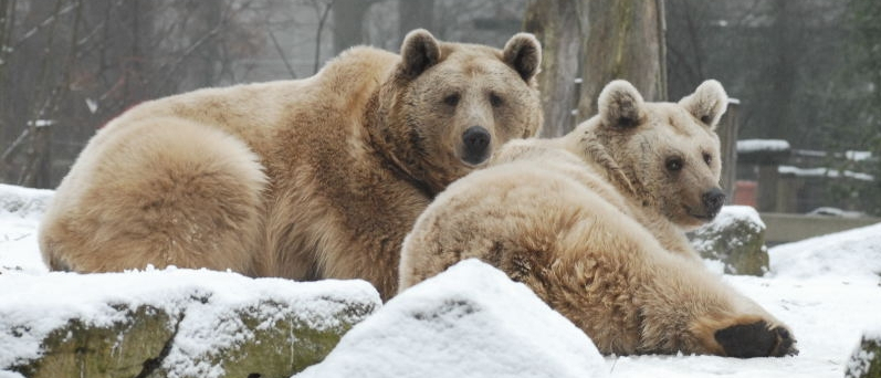 Zwei Eisbären liegen auf einem verschneiten Felsen.