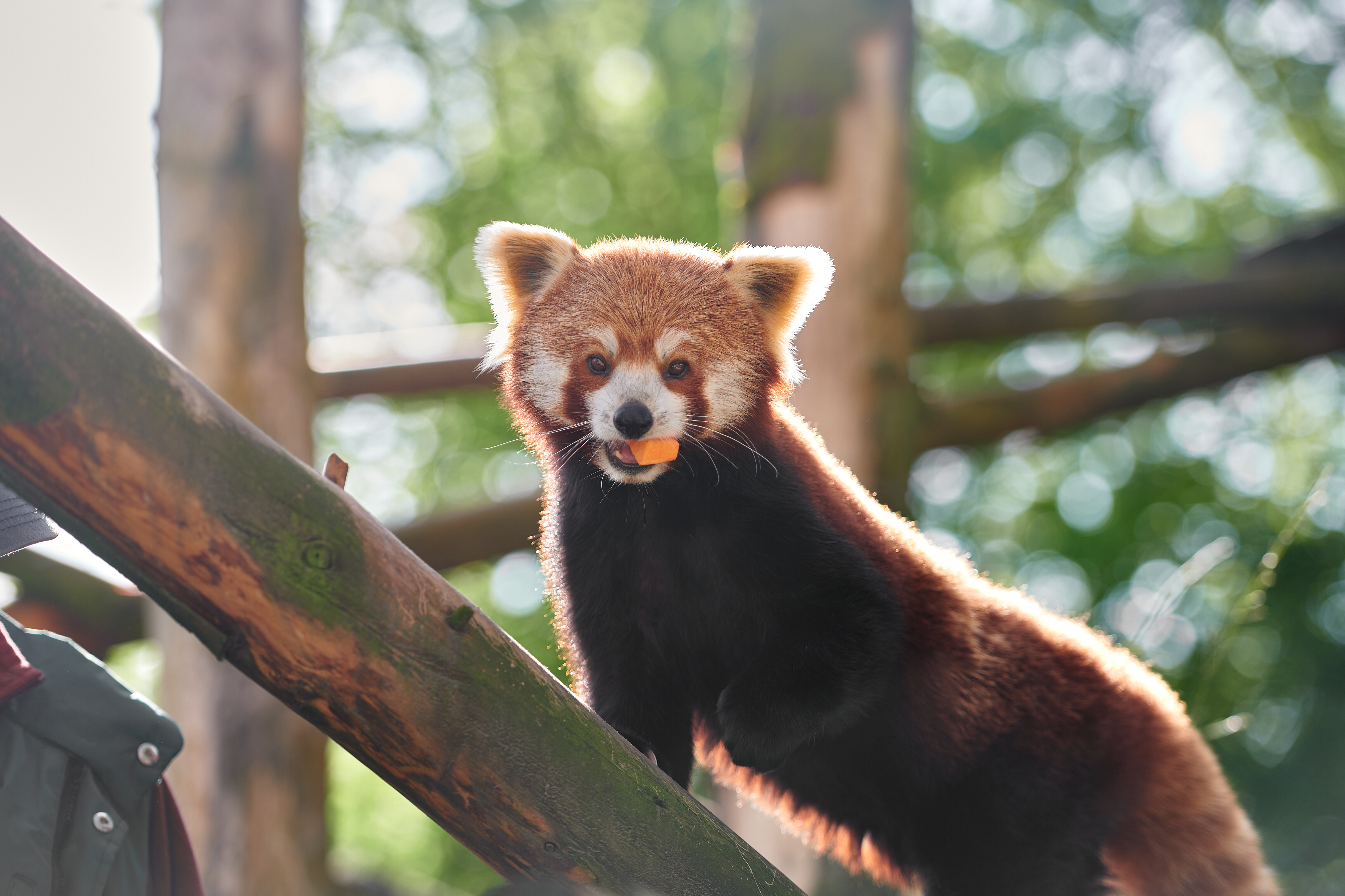 Ein roter Panda sitzt im Baum mit einem Stück Kürbis im Maul.