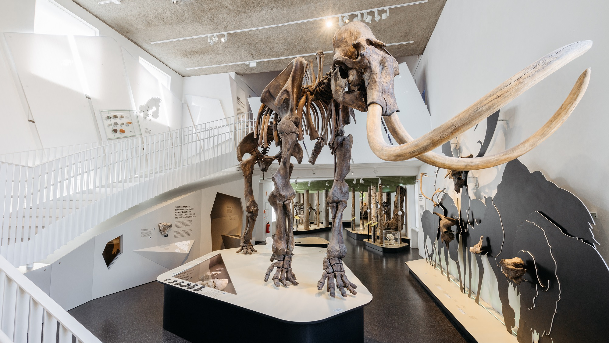 Mammut im Geomuseum Münster
