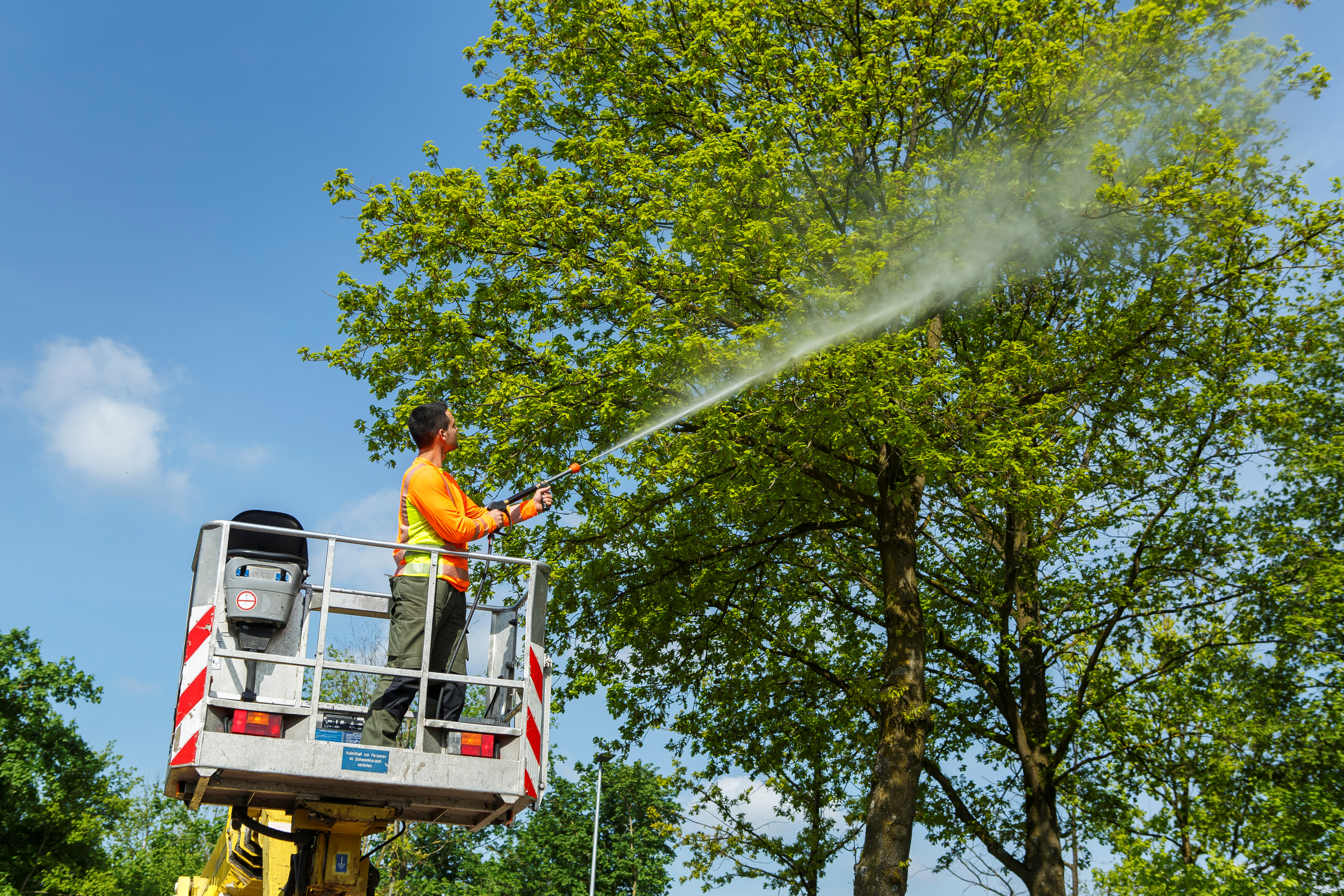 Ein Mann auf einem Hubwagen besprüht eine Eiche mit einem Schlauch