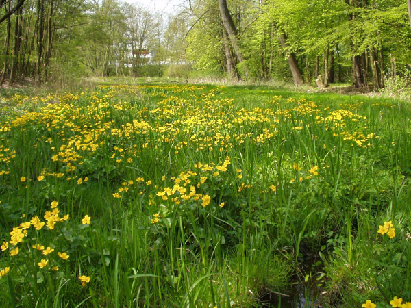 Geschützter Landschaftsbestandteil im Stadtgebiet Kinderhaus