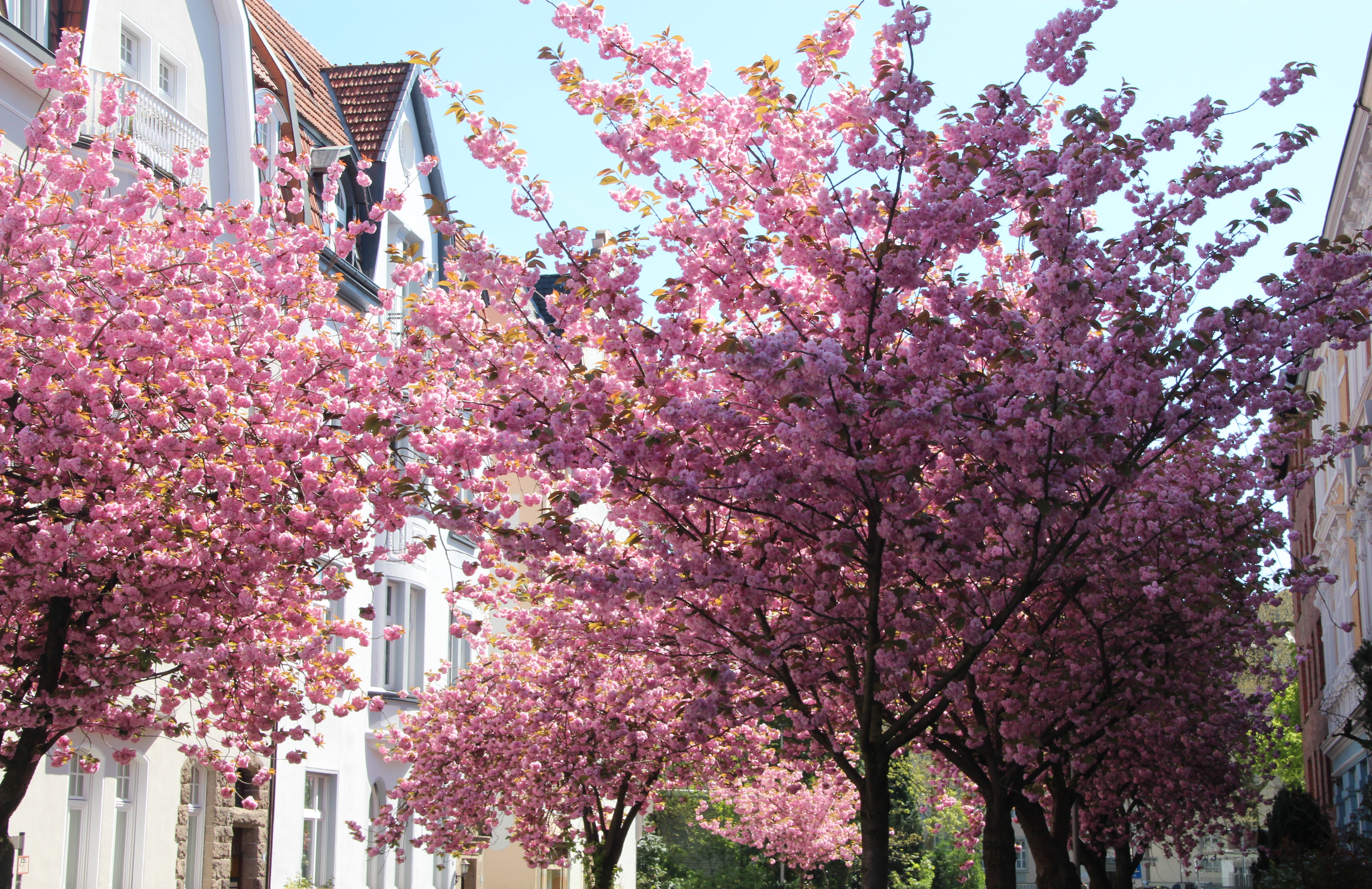 Zierkirschen in Blüte, Schulstraße