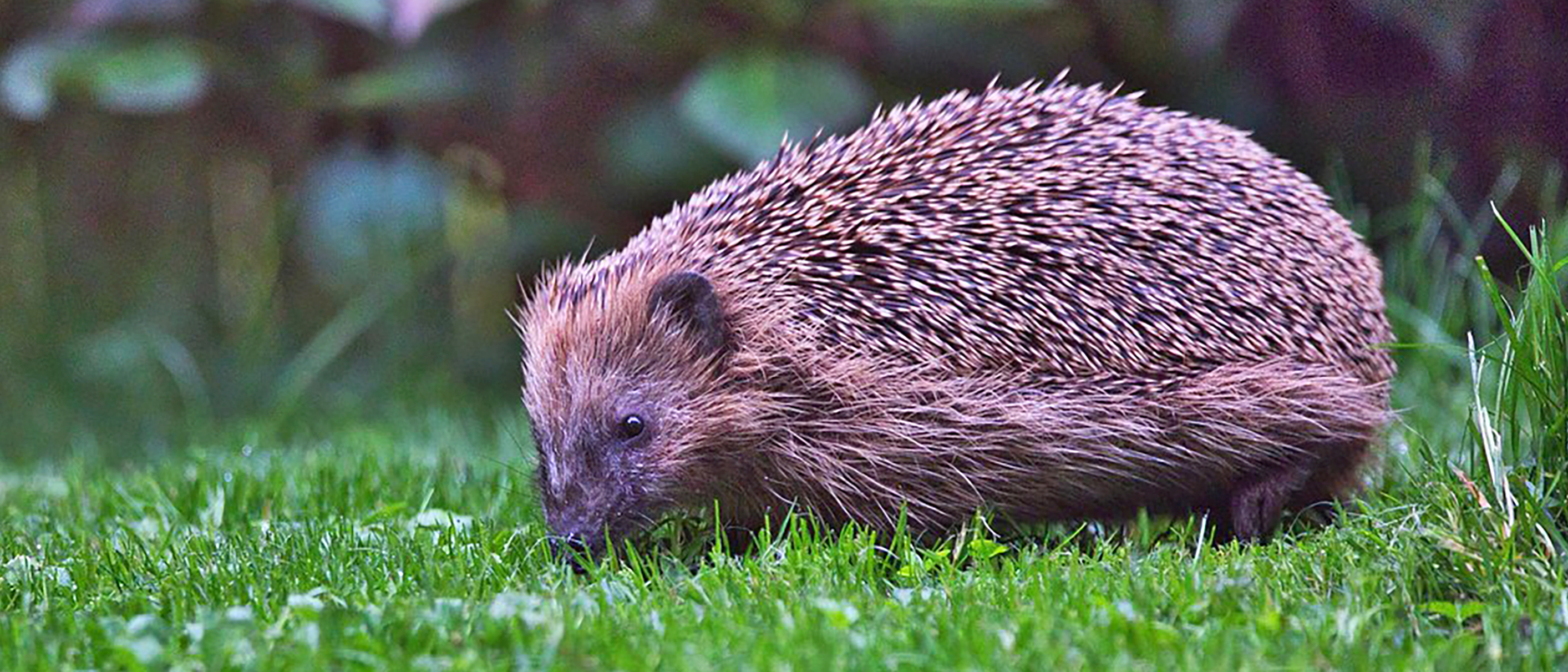 Igel auf Rasen