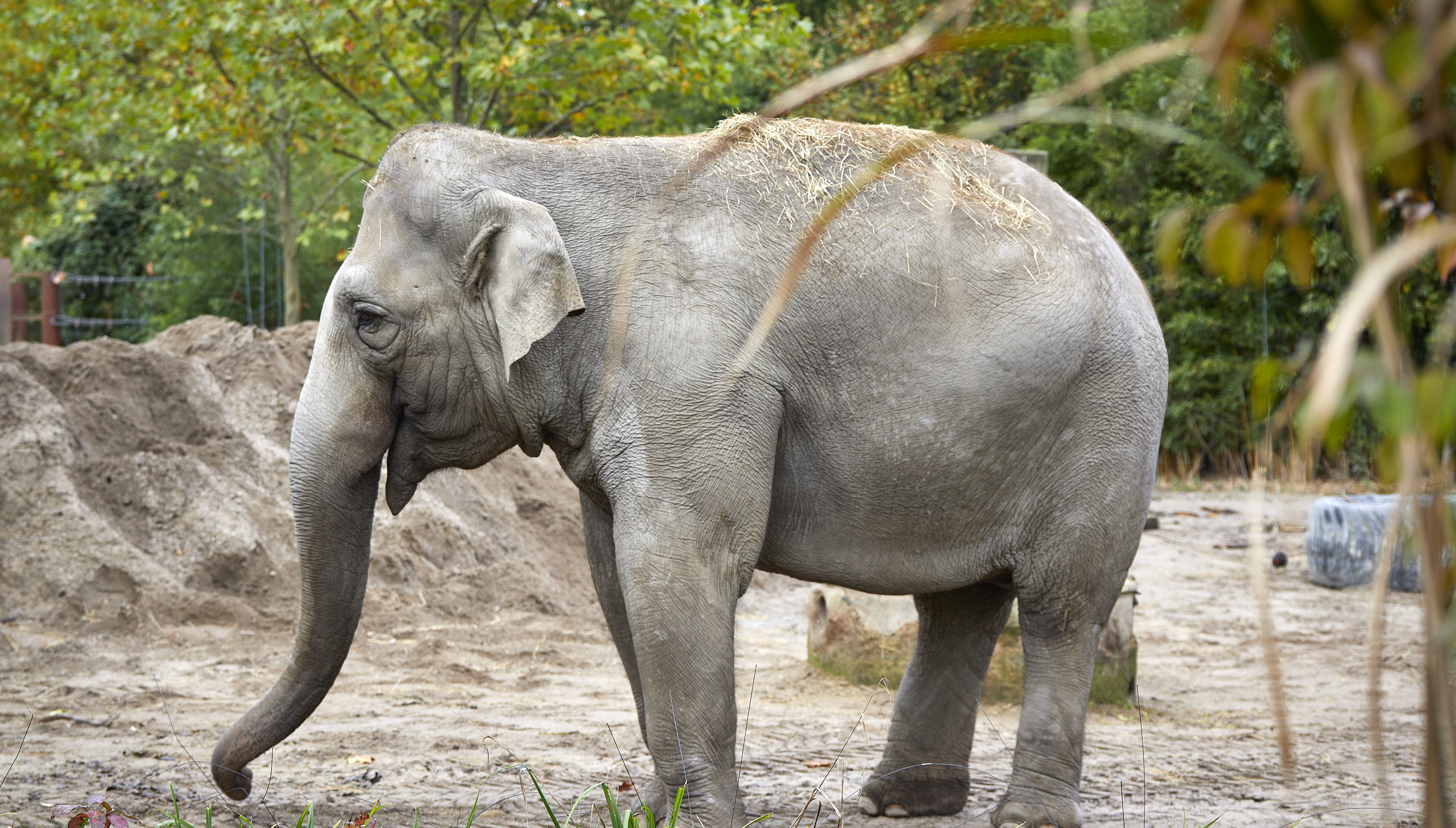 Ein Elefant im Allwetterzoo.