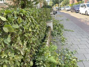 Auf dem Bild ist ein Gehweg abgebildet. Links neben dem Gehweg steht ein Haus. Vor dem Haus steht eine Hecke, die gerade geschnitten wird, weil sie zu sehr in den Gehweg hereinragte. 