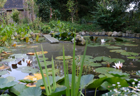 Ein Gartenteich mit verschiedenen Wasserpflanzen am C-side