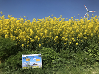 Blick auf den Rand eines gelben Rapsfeldes, darüber blauer Himmel und ein Windrad.