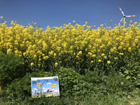 View of the edge of a yellow rape field, blue sky above and a wind turbine.