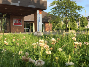 Eine blühende Wiese mit Klee ist abgebildet. Im Hintergrund ist der Eingang des Begegnungszentrums Meerwiese zu sehen.
