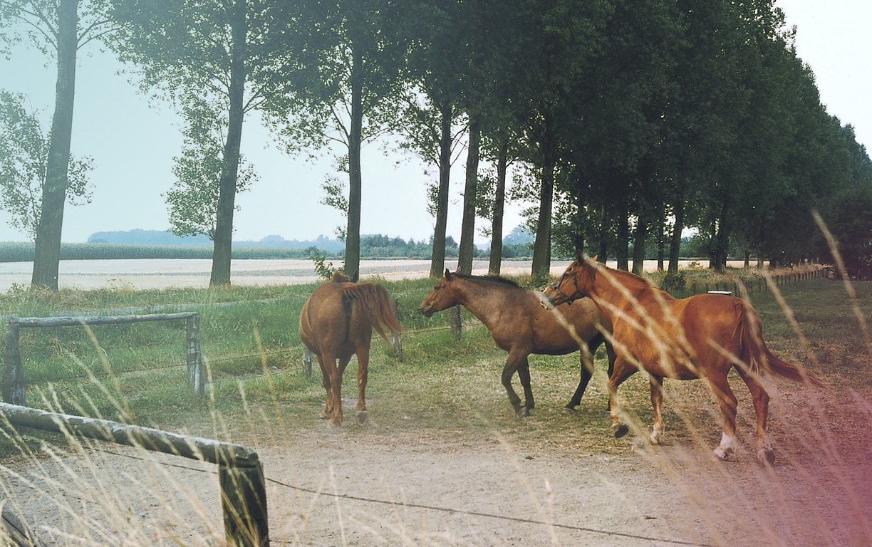 Drei Pferde laufen auf einer Koppel im Münsterland neben einer Allee.