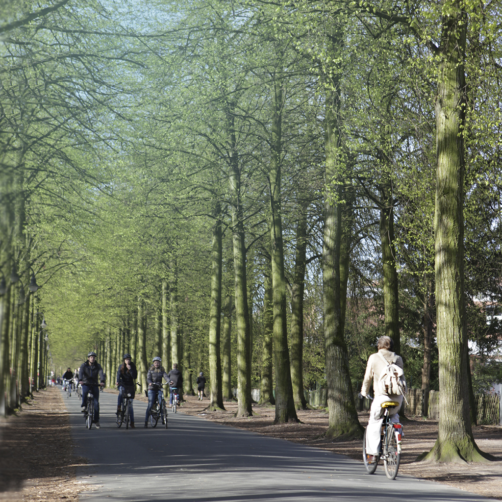 Mehrere Fahrräder fahren über die Promenade in Münster, rechts und links neben den fahrenden Personen sind viele schöne Bäume zu sehen, die durch Forstwirte gepflegt werden.